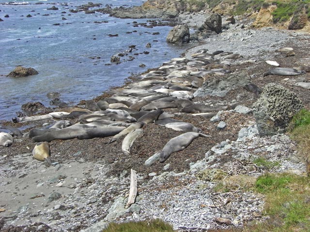 Pazifikk&uuml;ste zwischen Point San Simeon und Point Piedras Blancas (8. Mai)