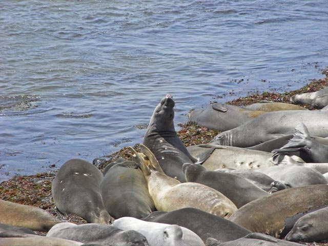 Pazifikk&uuml;ste zwischen Point San Simeon und Point Piedras Blancas (8. Mai)