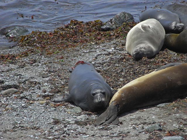 Pazifikk&uuml;ste zwischen Point San Simeon und Point Piedras Blancas (8. Mai)