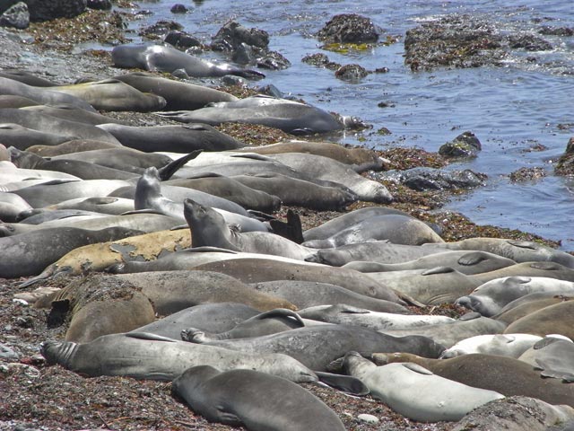 Pazifikk&uuml;ste zwischen Point San Simeon und Point Piedras Blancas (8. Mai)