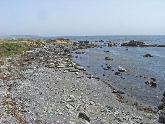 Pazifikk&uuml;ste zwischen Point San Simeon und Point Piedras Blancas (8. Mai)