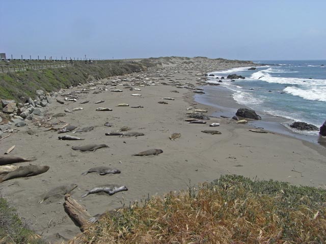 Pazifikk&uuml;ste zwischen Point San Simeon und Point Piedras Blancas (8. Mai)