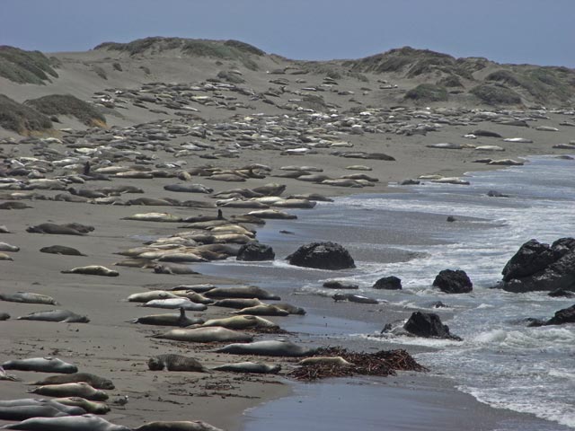 Pazifikk&uuml;ste zwischen Point San Simeon und Point Piedras Blancas (8. Mai)