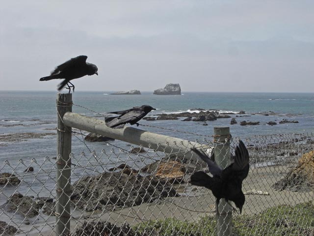 Pazifikk&uuml;ste zwischen Point San Simeon und Point Piedras Blancas (8. Mai)