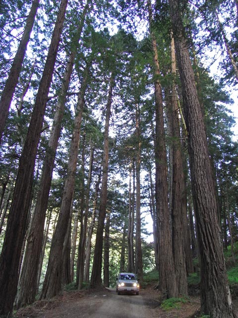 Old Coast Road im Los Padres National Forest (8. Mai)
