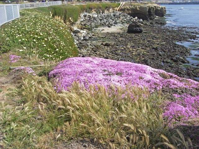 Pazifikk&uuml;ste beim Point Santa Cruz (9. Mai)
