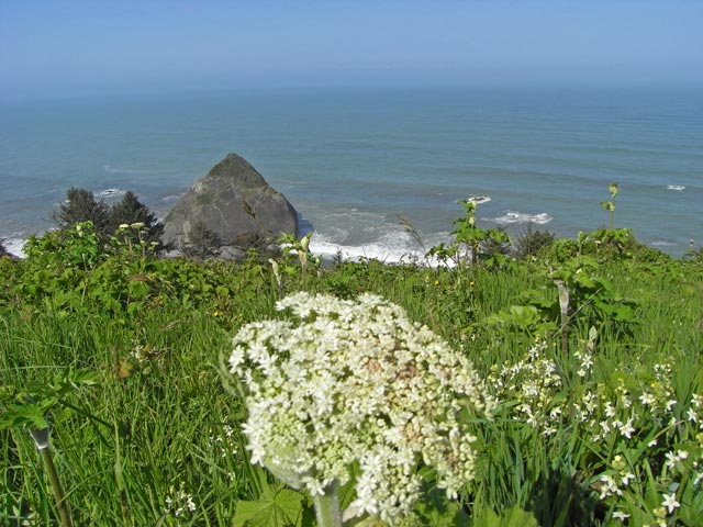 Pazifikk&uuml;ste vom High Bluff Overlook im Redwood National Park aus (12. Mai)