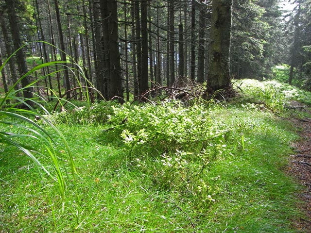 zwischen Tratenkogel und Windmantel