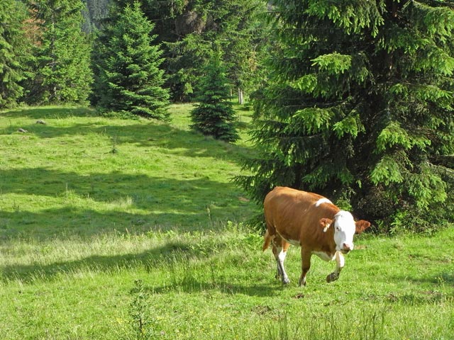 zwischen Moar-Hinteralm und Lachtal (27. Juni)