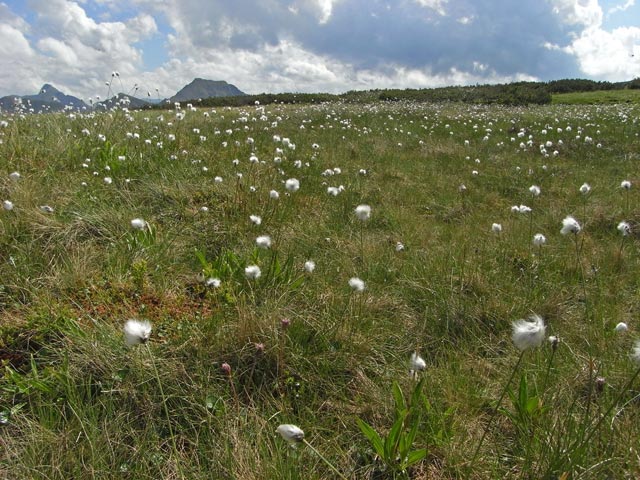 zwischen Breiteckkoppe und Gangkogel (28. Juni)
