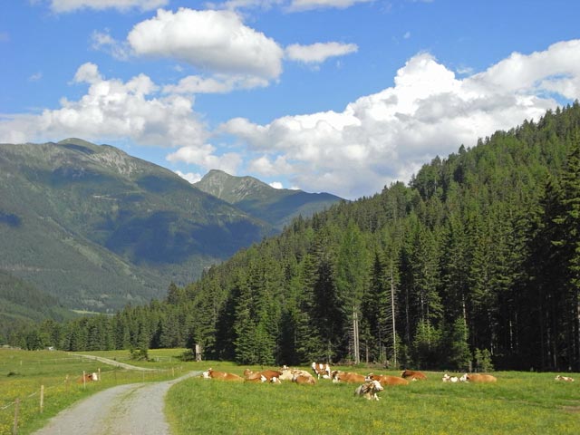 zwischen Lippbaueralm und P&ouml;lsenhube (29. Juni)