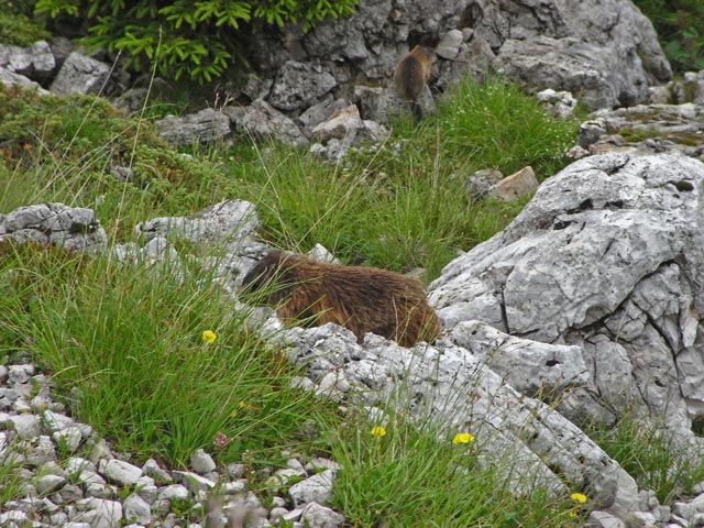 neben Weg 439 zwischen Rif. Cinque Torri und Rif. Averau