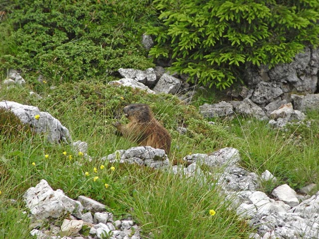neben Weg 439 zwischen Rif. Cinque Torri und Rif. Averau