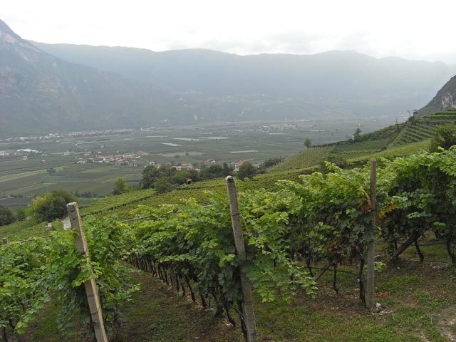 Weing&auml;rten oberhalb von Margreid an der Weinstra&szlig;e