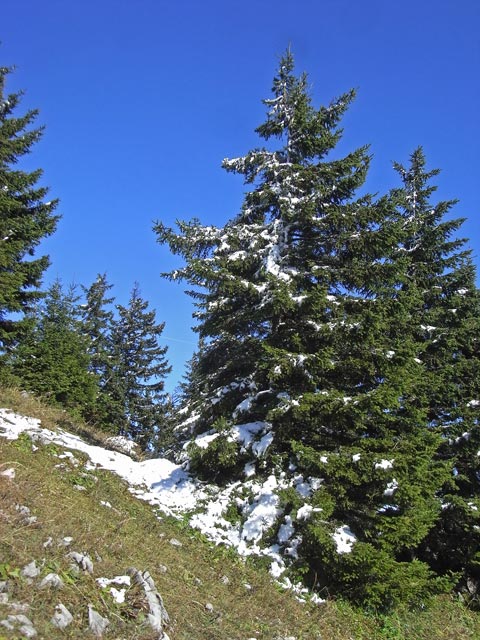 zwischen Stadelberg und T&uuml;rnitzer H&uuml;tte
