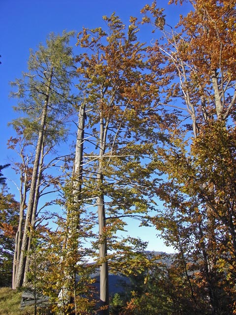 zwischen T&uuml;rnitzer H&uuml;tte und Stadelbergkamm