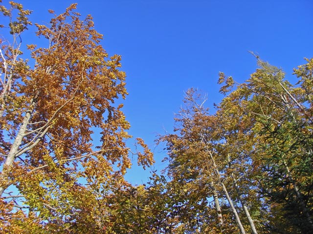 zwischen T&uuml;rnitzer H&uuml;tte und Stadelbergkamm