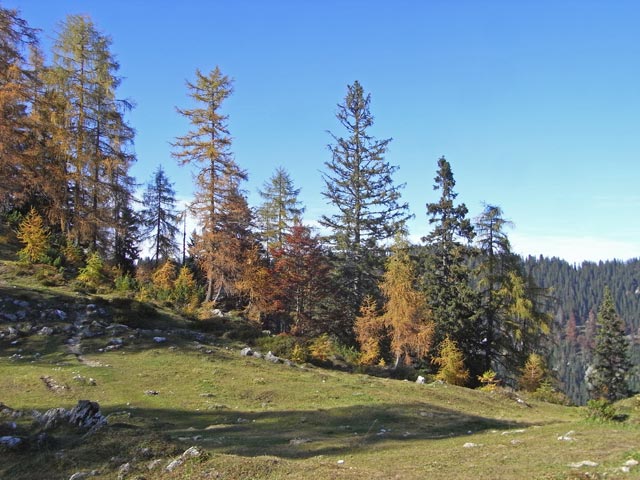 auf Weg 825 zwischen Scheibenb&uuml;helberg und Ranggenalm (12. Okt.)
