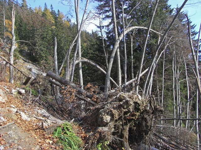 neben Weg 646 zwischen Ennstaler H&uuml;tte und Butterbr&uuml;ndl (19. Okt.)