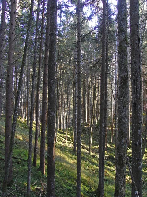 neben Weg 646 zwischen Wei&szlig;enbachgraben und Gstatterboden (19. Okt.)