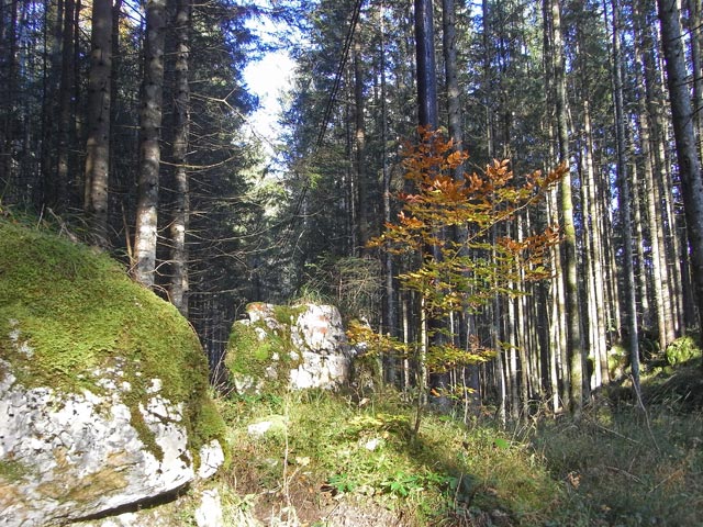 Weg 646 zwischen Wei&szlig;enbachgraben und Gstatterboden (19. Okt.)