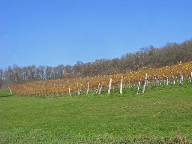 zwischen Grub an der March und Lüsse