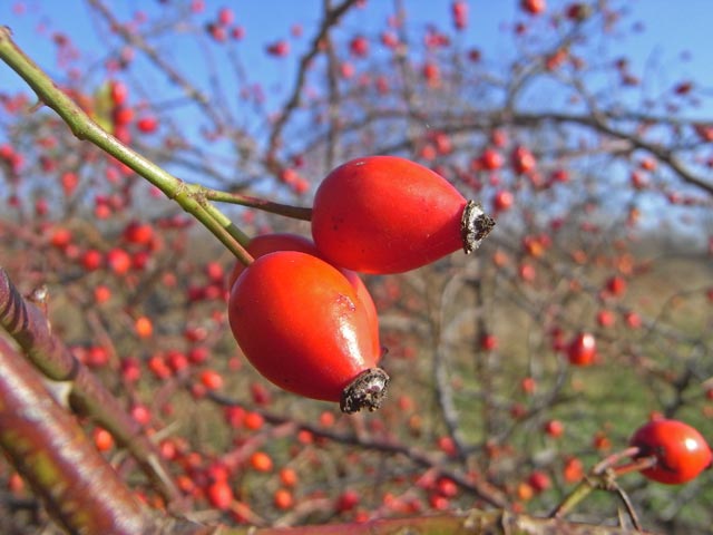 zwischen Dürnkrut und Mautradlkreuz