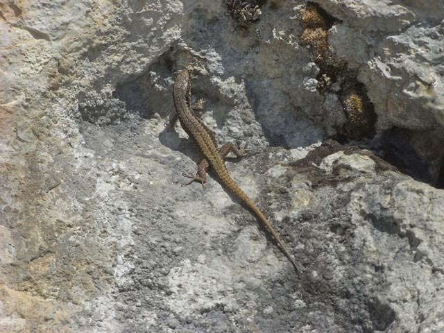 Kletterbr&uuml;derpfad: 2. Seill&auml;nge