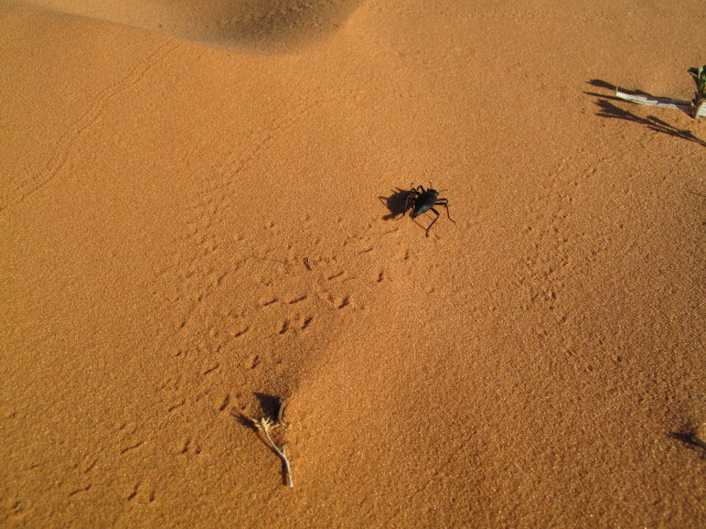 Coral Pink Sand Dunes State Park (7. Mai)