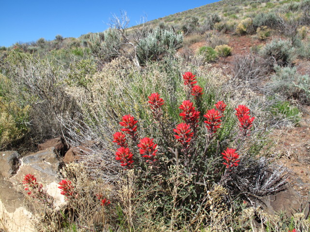neben dem Toroweap Overlook Jeep Trail im Grand Canyon National Park (8. Mai)