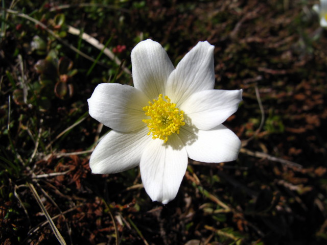 zwischen Speikkogel und Wolfsberger H&uuml;tte