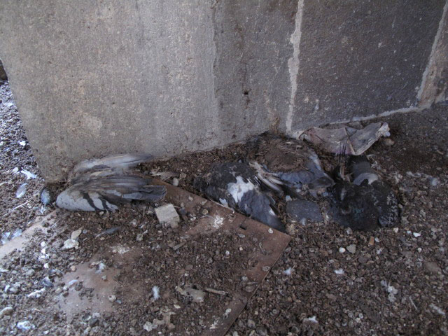 S&uuml;dturm der Votivkirche