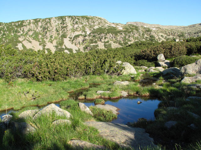 neben Weg 3 zwischen Gasteiger Sattel und Schartl (12. Juni)