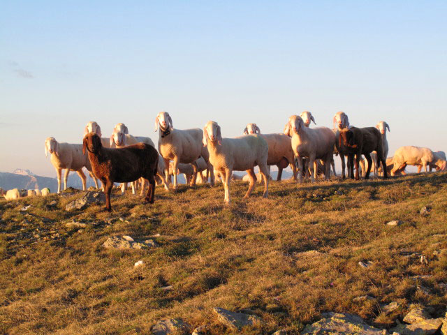 am Blankenhorn, 2.575 m (13. Juni)