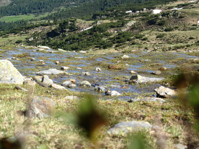 neben Weg 5 zwischen Fortschellscharte und Innerh&uuml;tten (13. Juni)