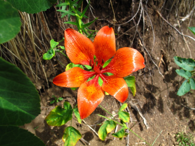 neben Weg 26 zwischen Daun&euml;i und Col da la Pelda (5. Juli)