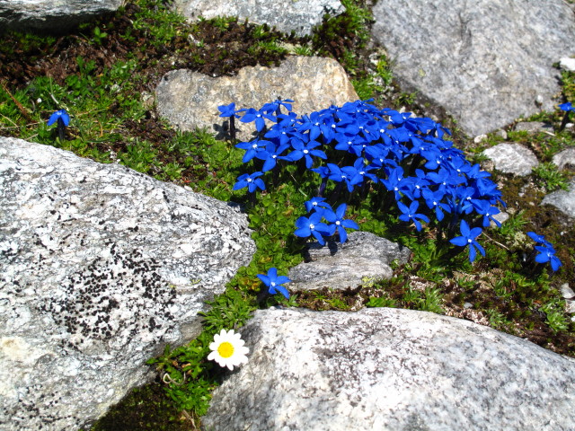 zwischen Wei&szlig;see und F&uuml;rlegg (2. Aug.)