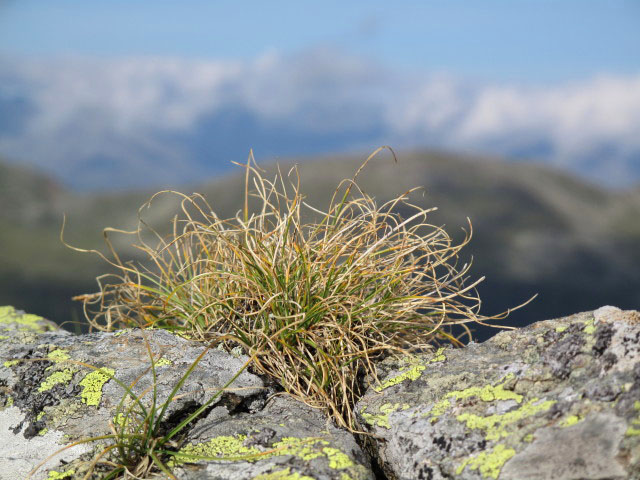 zwischen Grafischer Tristen und Lackent&ouml;rlspitz (31. Aug.)