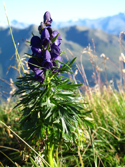auf der Annaruhe, 2.508 m (1. Sept.)