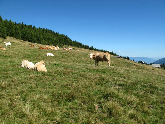 Premersdorfer Alm, 1.839 m (1. Sept.)