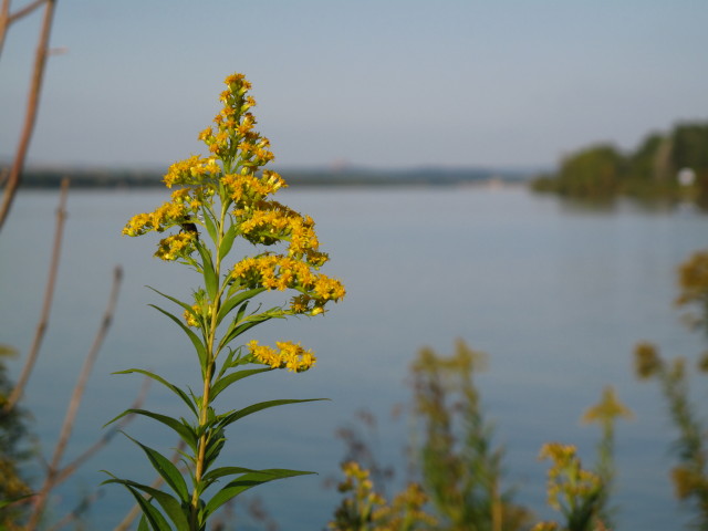 Donau bei W&ouml;rdern