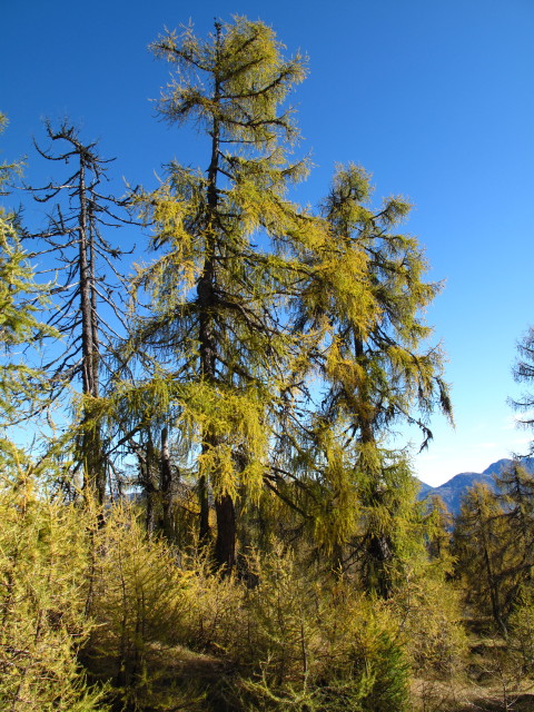 zwischen Kumitsch und Sattelnock (25. Okt.)