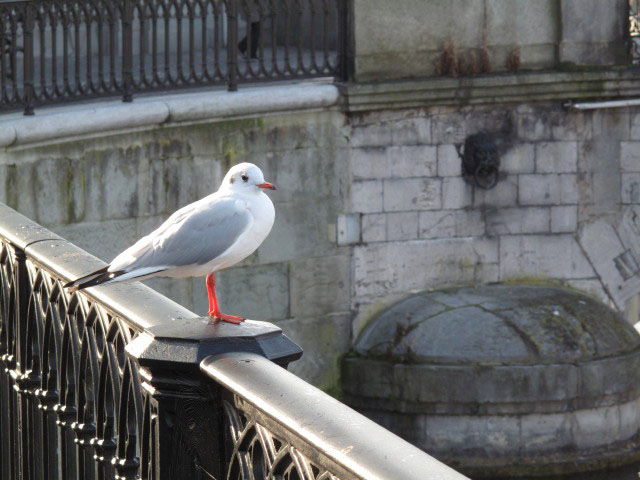 M&uuml;nsterbr&uuml;cke