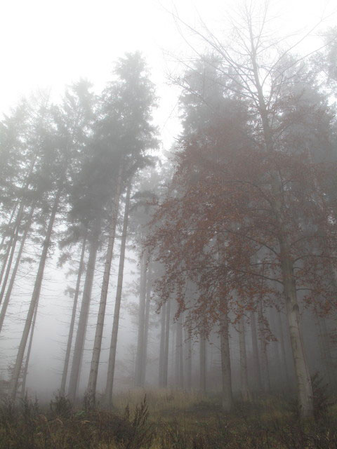 zwischen Winkl und Wegscheid