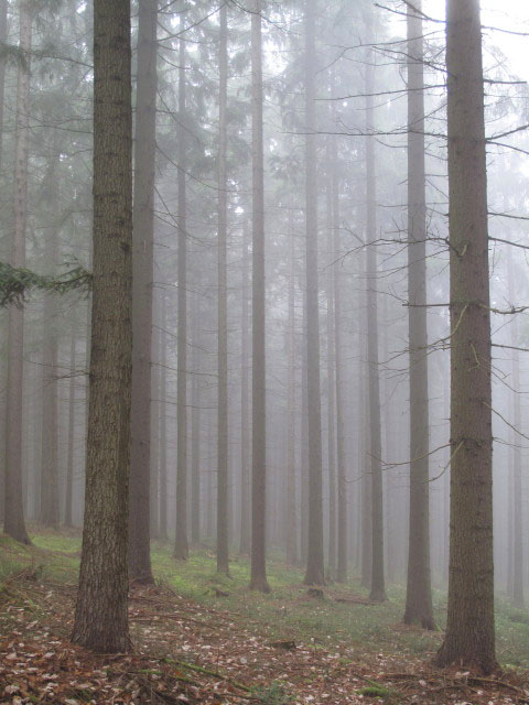 zwischen Wegscheid und Reisser