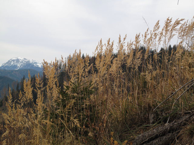 zwischen Kleinem Floning und Ortneralm