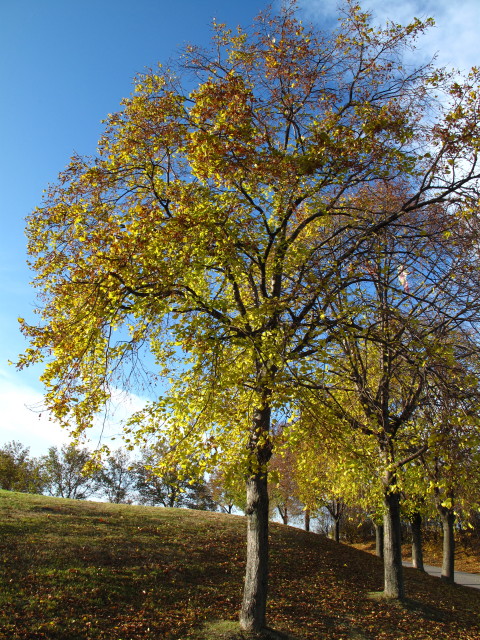 zwischen Floridsdorfer Br&uuml;cke und Brigittenauer Br&uuml;cke