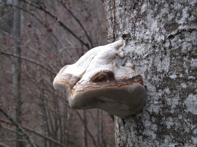 zwischen Zwillingskogel und Gr&uuml;nau im Almtal