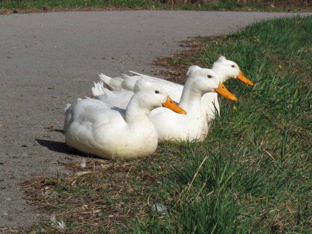 neben dem Wiener Neustädter Kanal bei Schönau