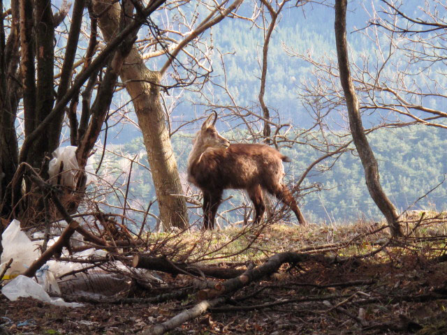 zwischen Wildenauer-Klettersteig und Großer Kanzel